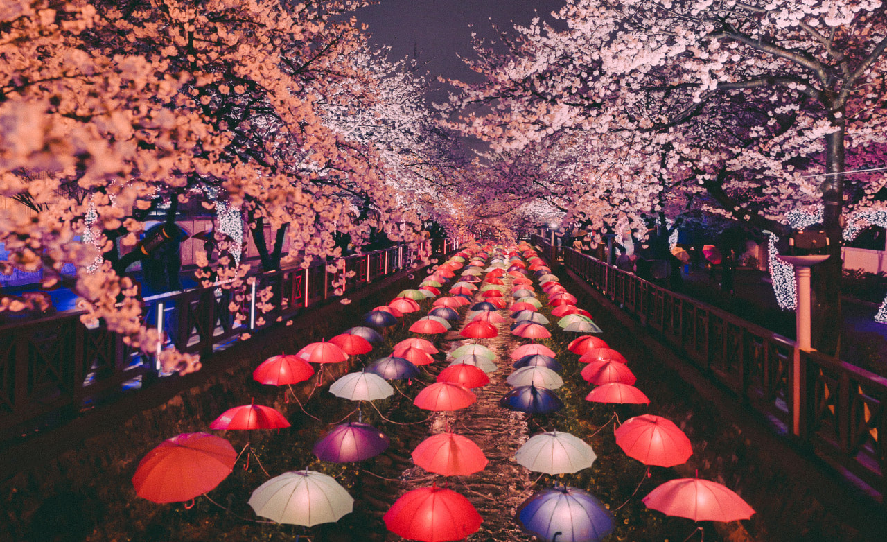 Festival Bunga Sakura
