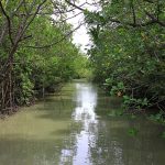 Melirik Hutan Mangrove Terbesar di Malaysia di Pulau Kukup