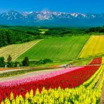 Menikmati Hamparan Bunga Warna-Warni Yang Indah di Bukit Biei, Hokkaido, Jepang