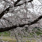 Melihat Keindahan Sakura di Asahigawa Sakura Okayama