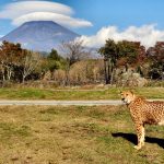 Melihat Aneka Satwa di Fuji Safari Park