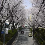 Melihat Keindahan Taman di Mamigasaki Sakura