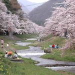 Mengunjungi Pesona Cantiknya Taman di Kannonji River Sakura