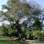 Menjaga Kelestarian Lingkungan Sambil Rekreasi Bersama Keluarga di Heritage Tree, Singapura