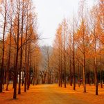 Nikmati Indahnya Musim Gugur Korea Selatan Di Sini, Yuk!