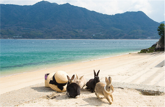 Rabbit Island Japan (sumber: rabbit-island.info)