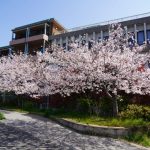 Mengenal Fukuota International School, Pendidikan Dengan International Baccalaureate Diploma Di Jepang