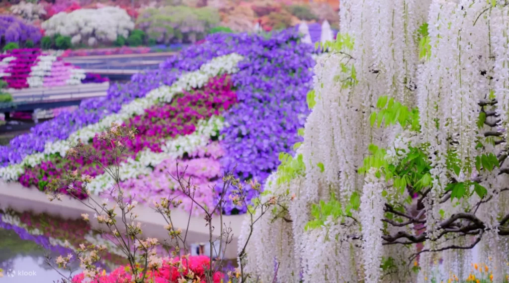 Ada berbagai macam bunga-bunga yang bisa dilihat secara langsung oleh para wisatawannya. (Sumber: Klook)