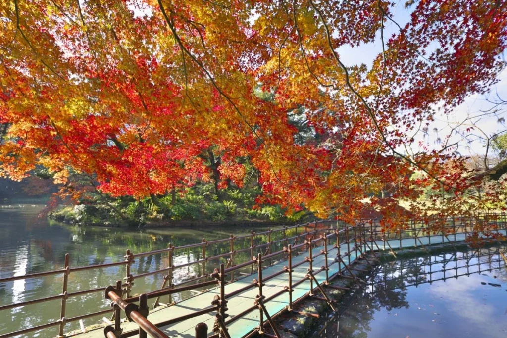 Koishikawa Korakuen merupakan taman cantik dengan sejarah yang menarik di Jepang. (Sumber: ZEKKEI Japan)