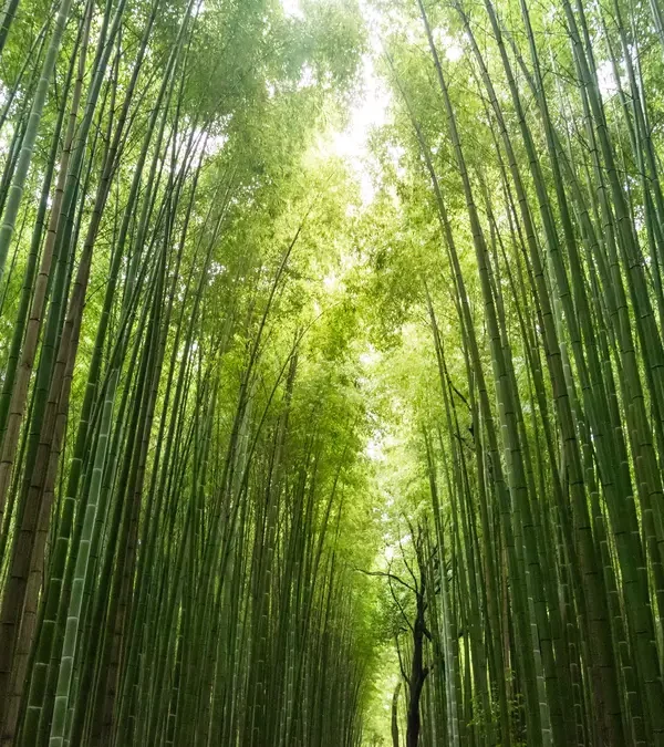 Hutan Bambu Keputih_1a